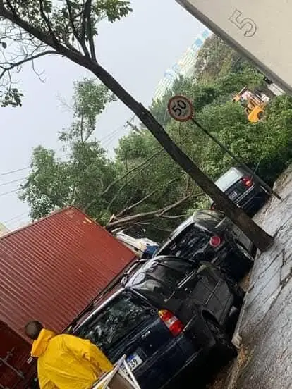Árvore cai em cima de uma carreta e interdita rua na Zona Sul de São José