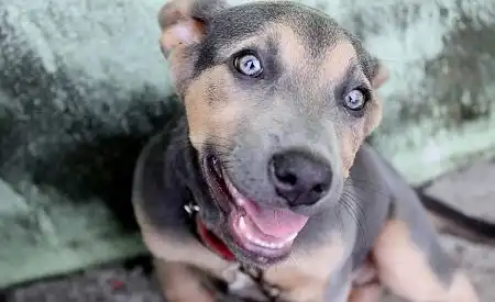 Feira de adoção de animais em Jacareí acontece neste sábado (25)