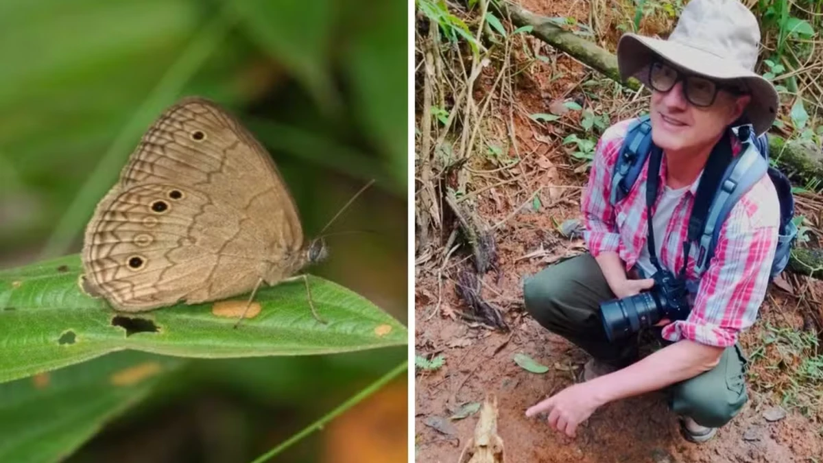 Professor de Taubaté é homenageado com nome de nova espécie de borboleta