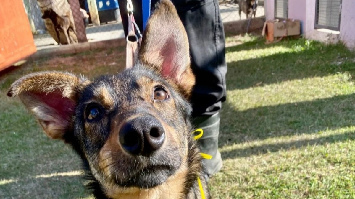 Prefeitura promove feira de adoção com 55 cães neste sábado (24)