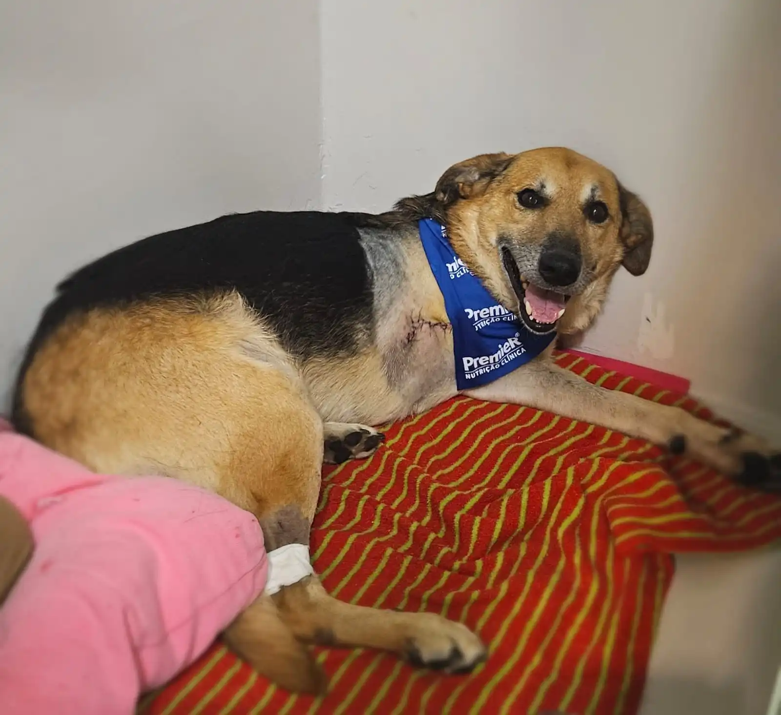 Cão tem pata decepada em São José e tutor abre boletim contra vizinho