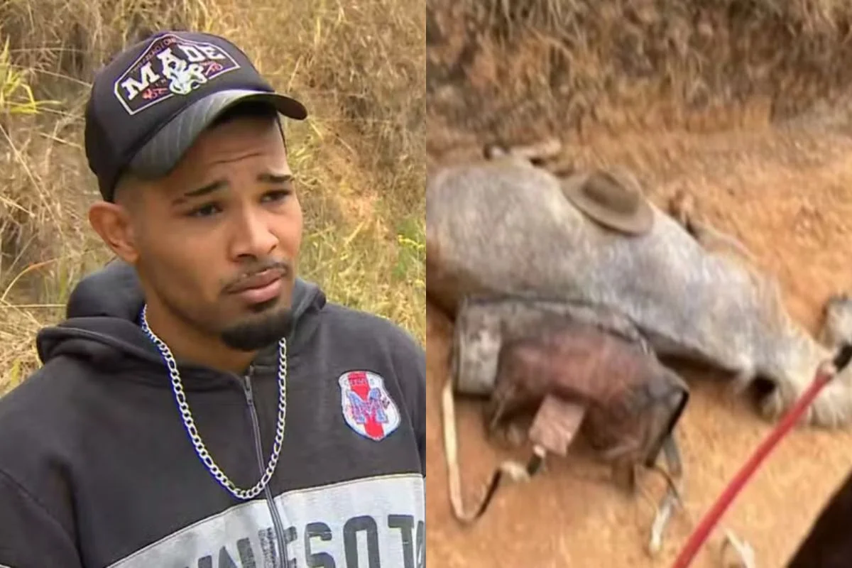 Tutor que mutilou patas de cavalo em Bananal é condenado a 11 meses de prisão por maus-tratos