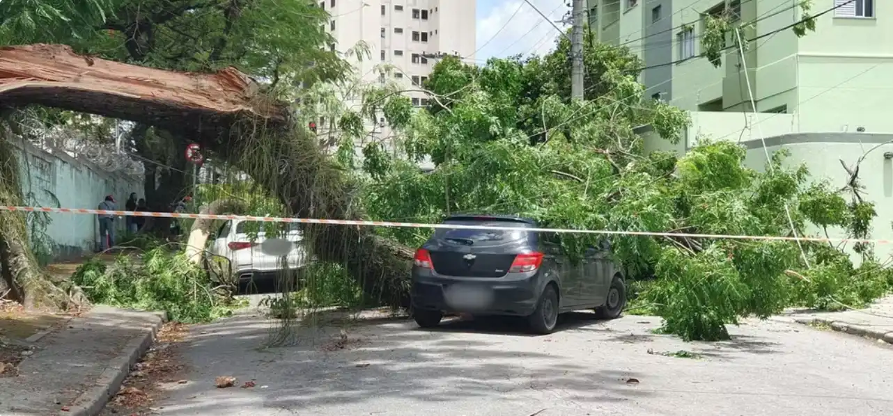 Árvore cai em carros por causa de ventos fortes em São José