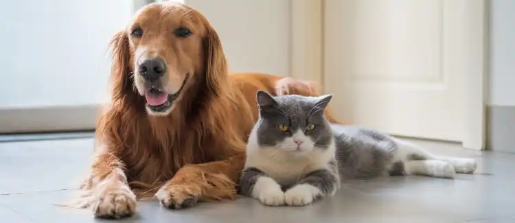 Meu Pet: Governo de SP inaugura clínica veterinária de atendimento gratuito em Santa Bárbara D'Oeste