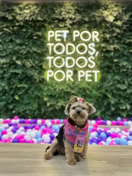 Invasão dos pets: Encontro de Shih-tzu e espaço de lazer pet com piscina de bolinhas é atração em Shopping