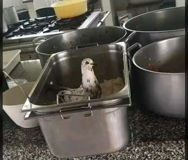 Video mostra pombos em merenda escolar de Caraguatatuba