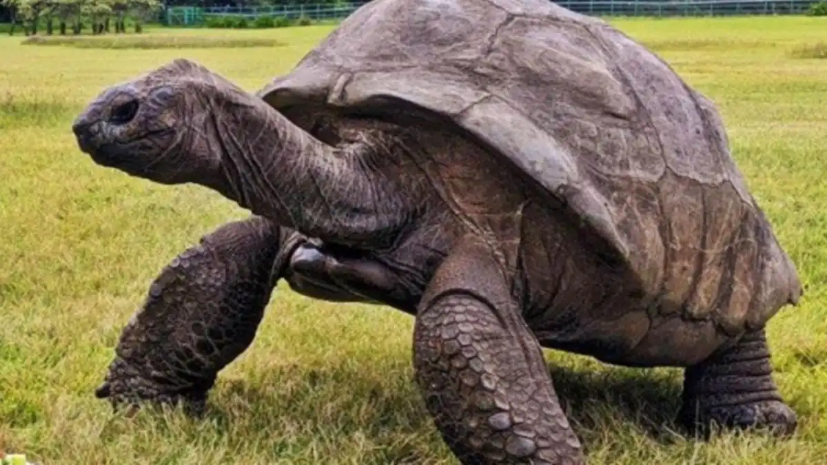 Tartaruga mais velha do mundo completa 194 anos e mantém rotina ativa