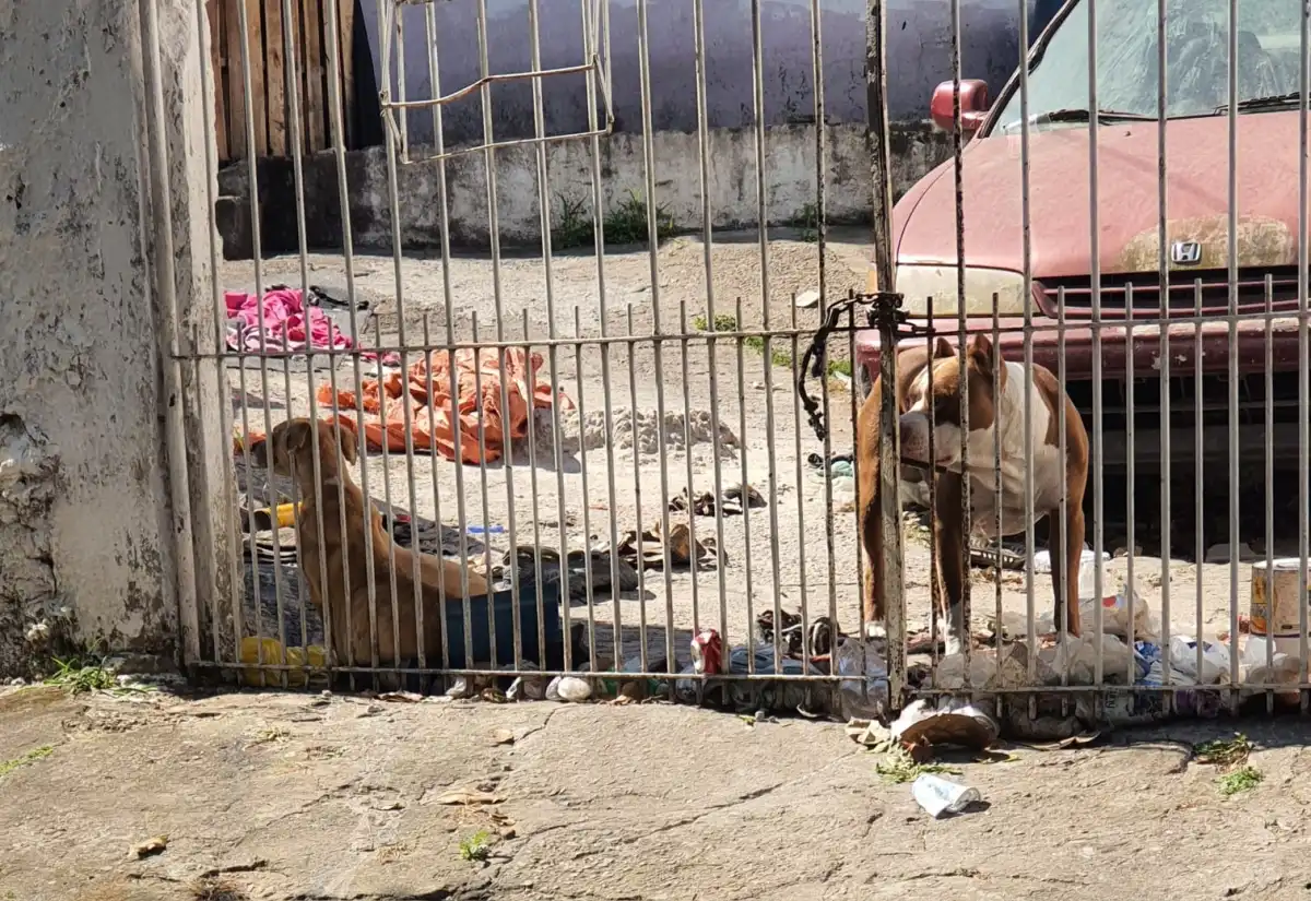 Após denúncia, tutor acusado de maus-tratos retira cachorro de casa em São José