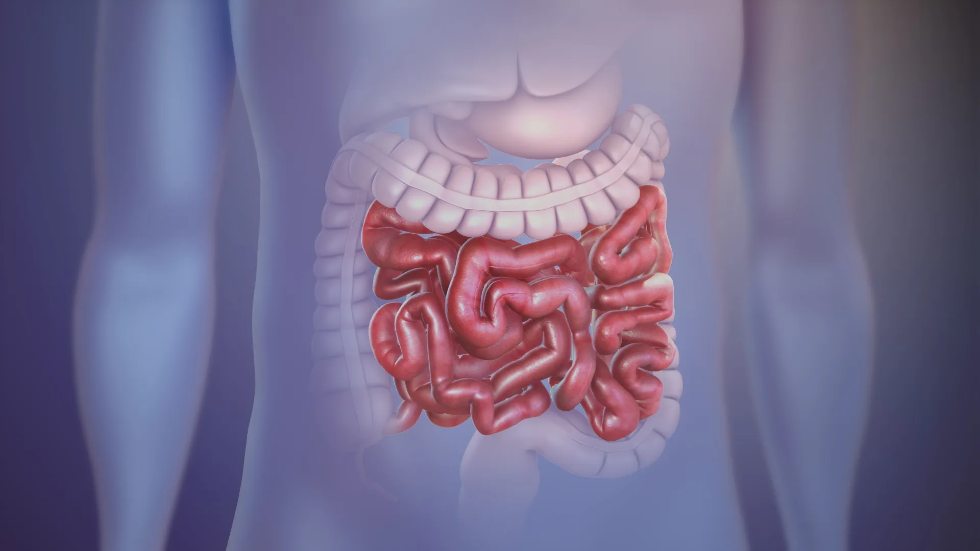Modulação Intestinal: o que é e como funciona
