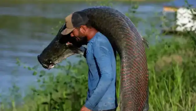 Pele de peixe gigante da Amazônia vira bolsa de luxo, mas o lucro não chega aos pescadores