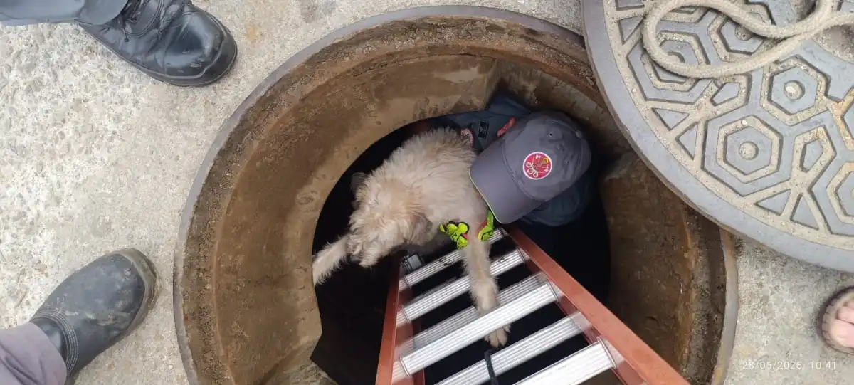 Cachorra cega cai em bueiro e é resgatada pelos Bombeiros em Caraguatatuba 