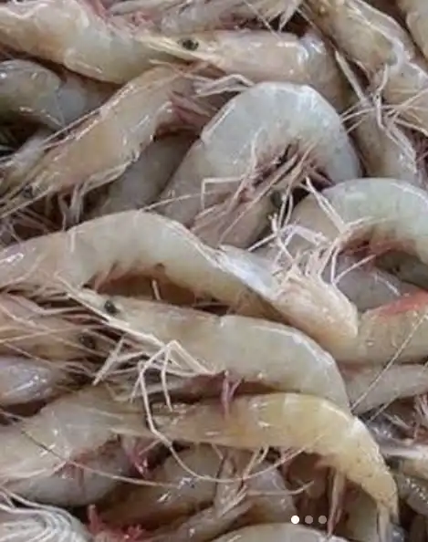 Alerta! Camarões do litoral de São Paulo estão contaminados por microplásticos