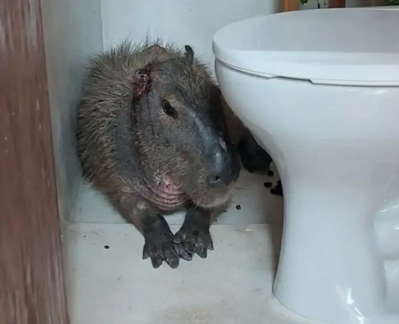 Capivara ferida é encontrada em quintal residencial em Ubatuba 