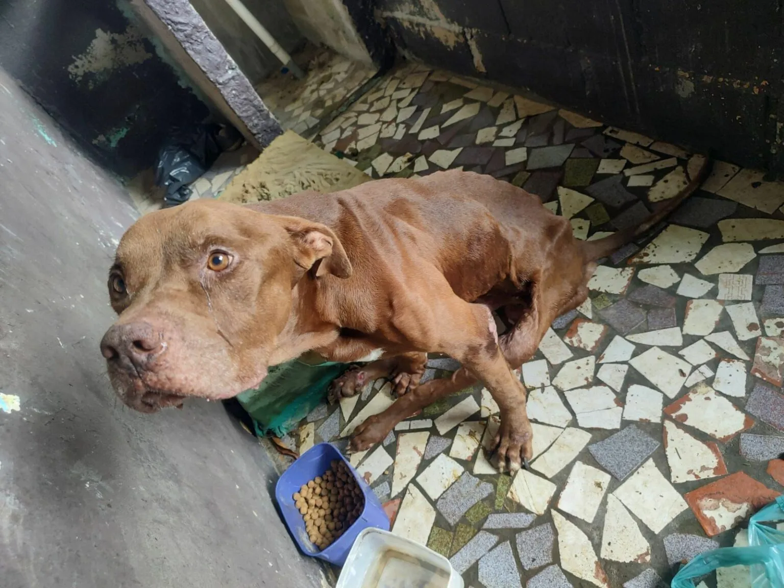 Pitbull é resgatado de maus-tratos e tutor é preso em Caraguatatuba