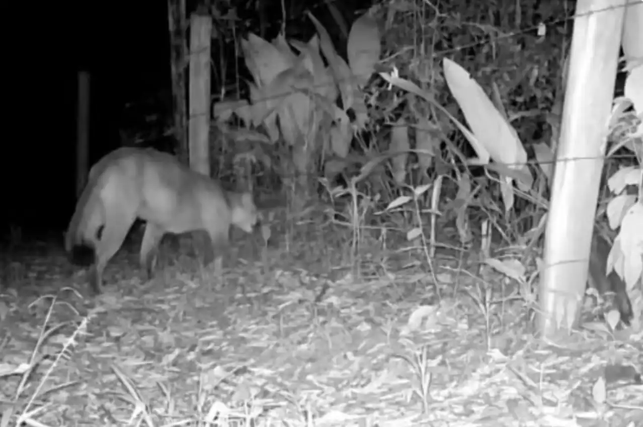 Onça-parda é registrada por câmera em área rural de Tremembé; veja o vídeo