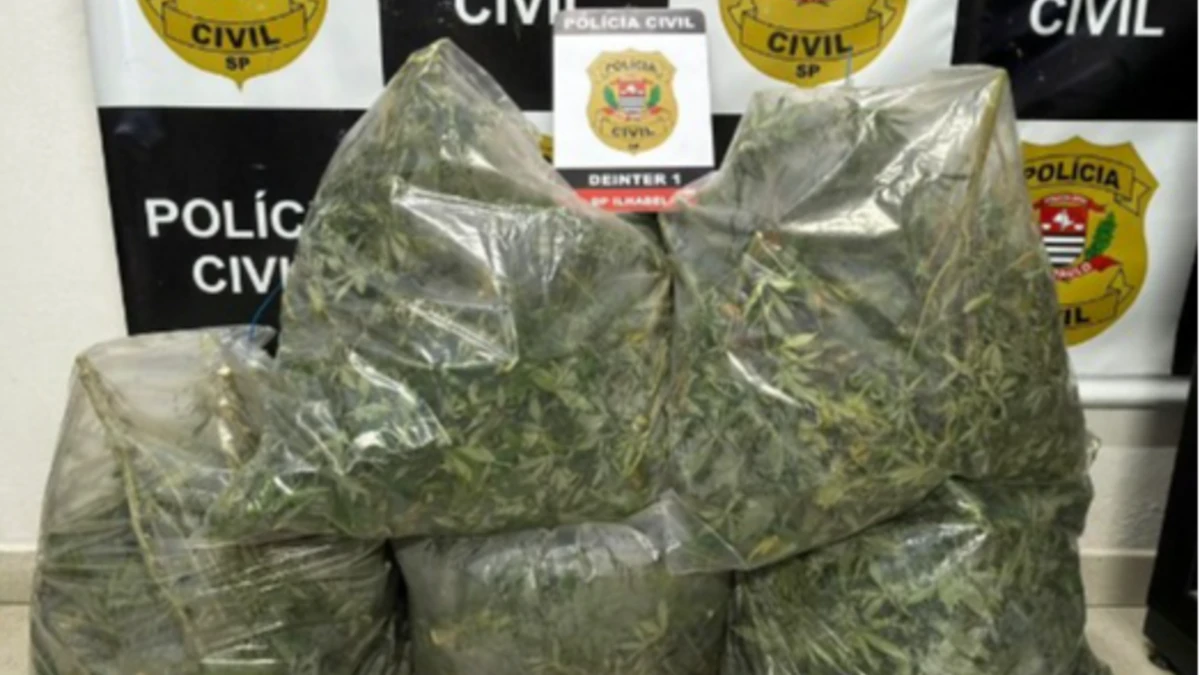 Polícia apreende 253 pés de maconha em imóvel de alto padrão em Ilhabela