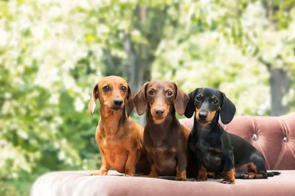 “EnCÃotro de Dachshunds” acontecerá em São José