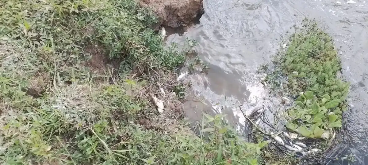 Mortes de peixes no Rio Paraíba causam multa de R$ 900 mil para Sabesp