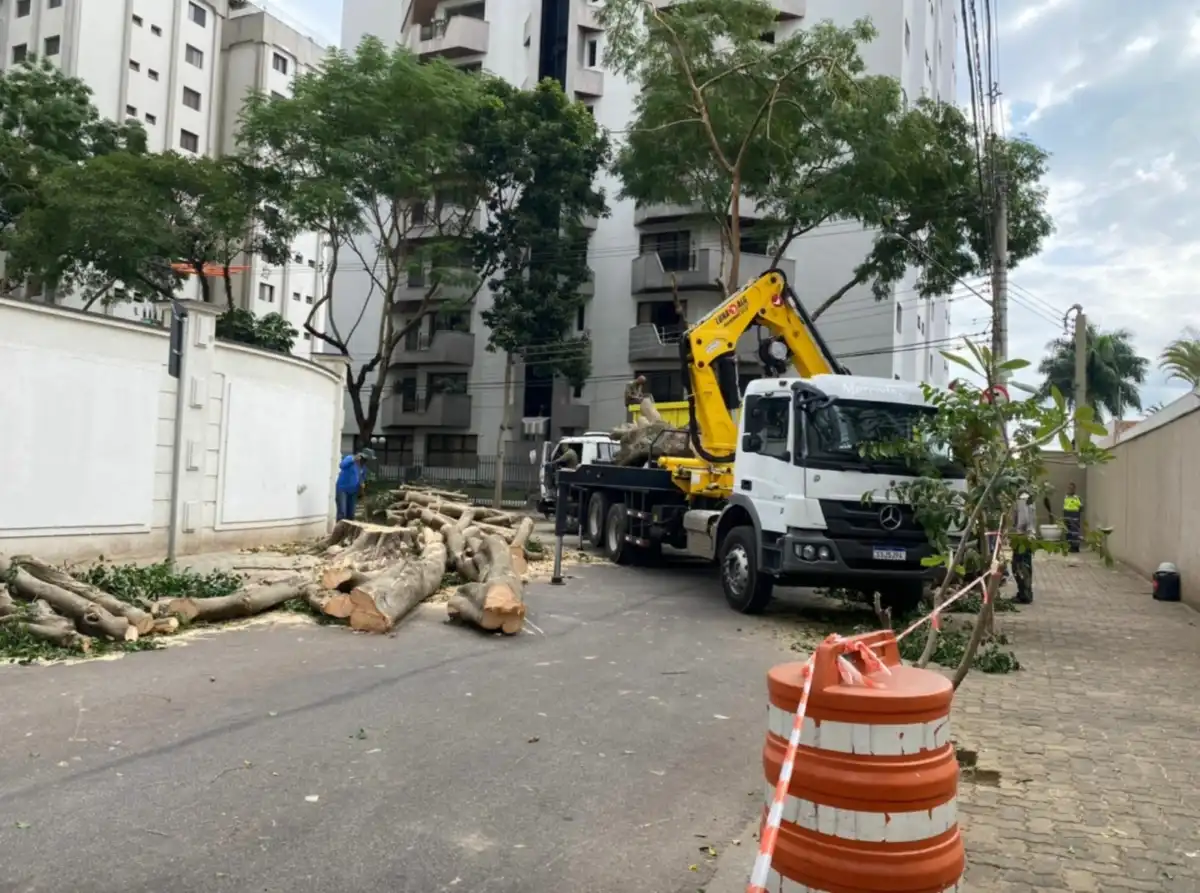 São José terá protesto contra corte de árvores