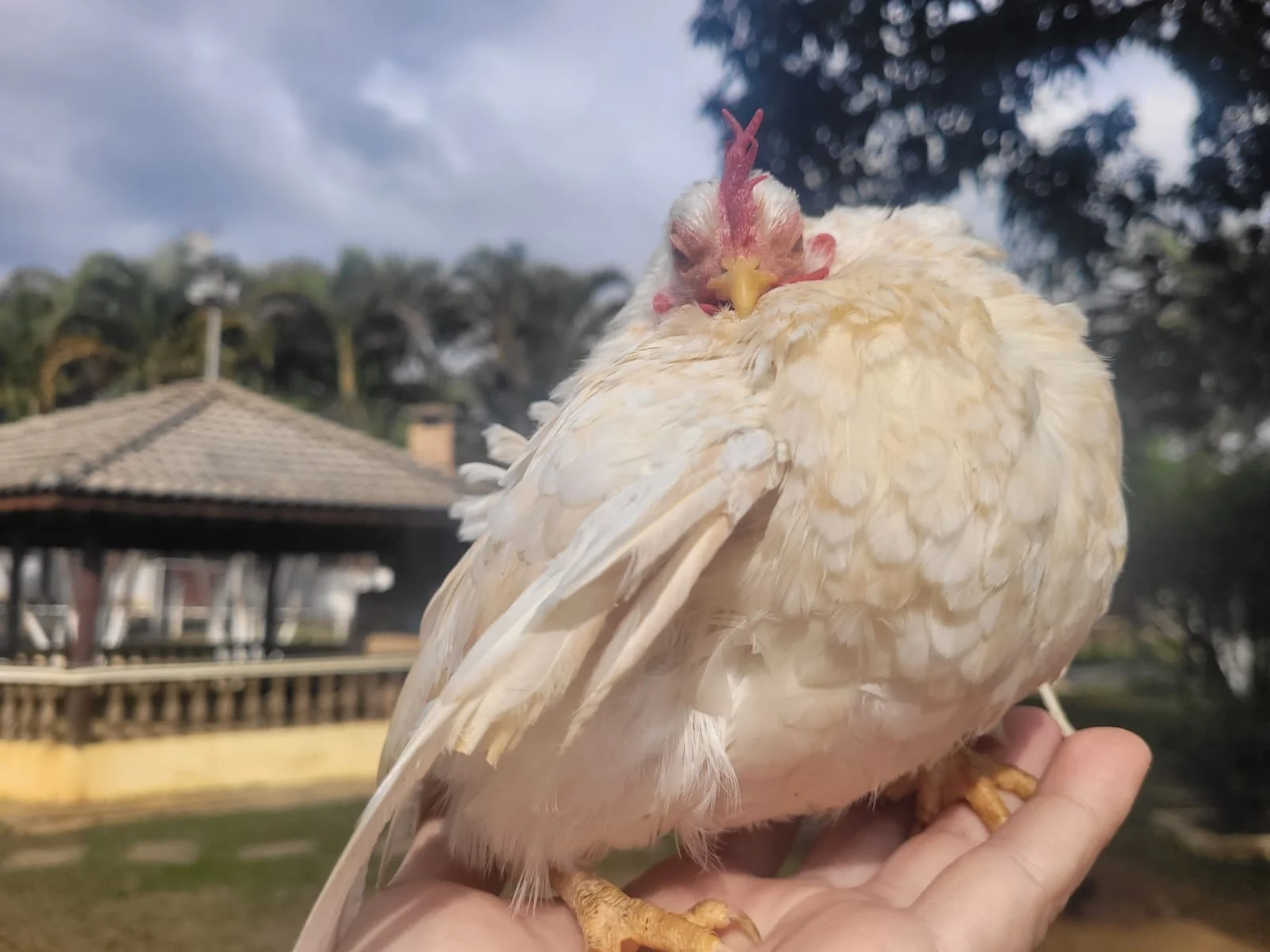 Dúzia de ovos da menor galinha do mundo é vendida por até R$ 3 mil em Pindamonhangaba
