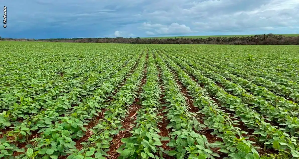 Rizobacter lança BioAtivador para aplicação foliar com molécula exclusiva de UBP