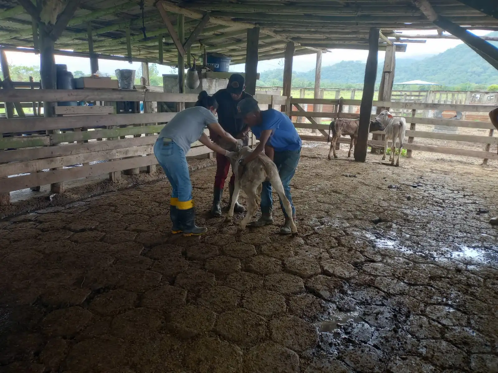 Caraguatatuba intensifica prevenção e amplia vacinação contra brucelose em áreas rurais 