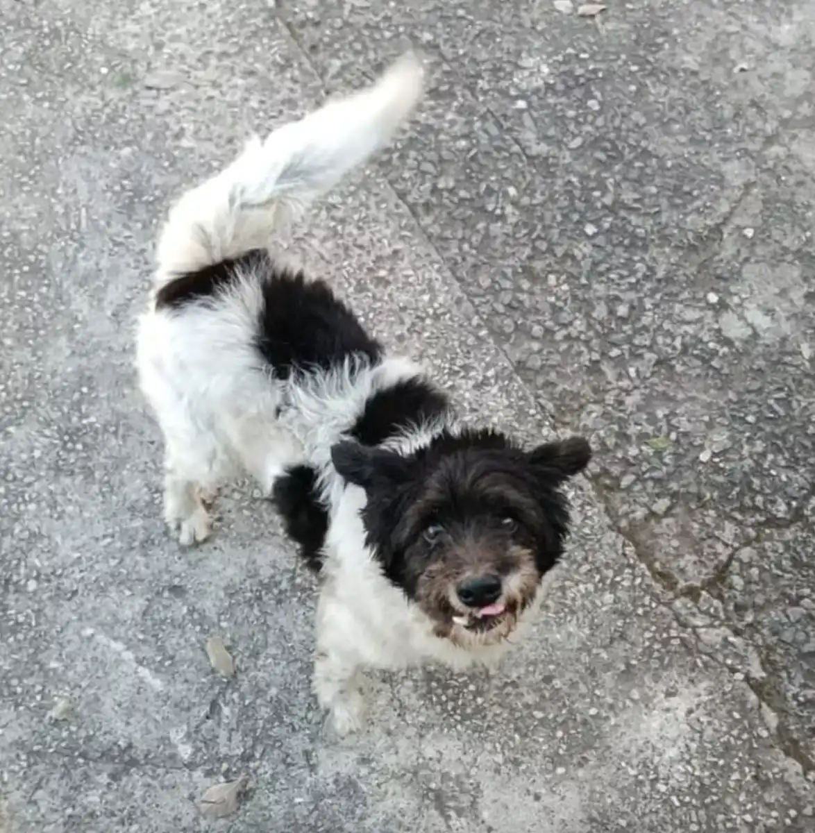 Cachorro é atacado por pitbull sem focinheira em São José