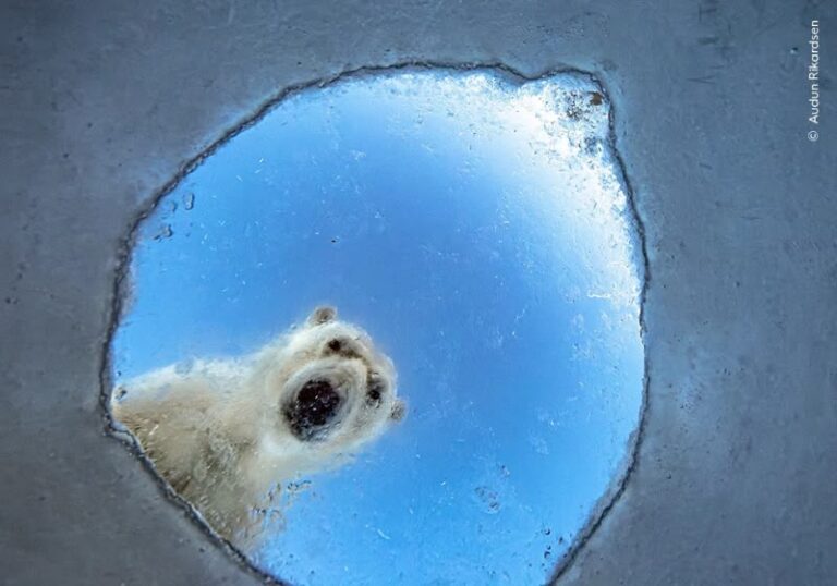 Urso Polar