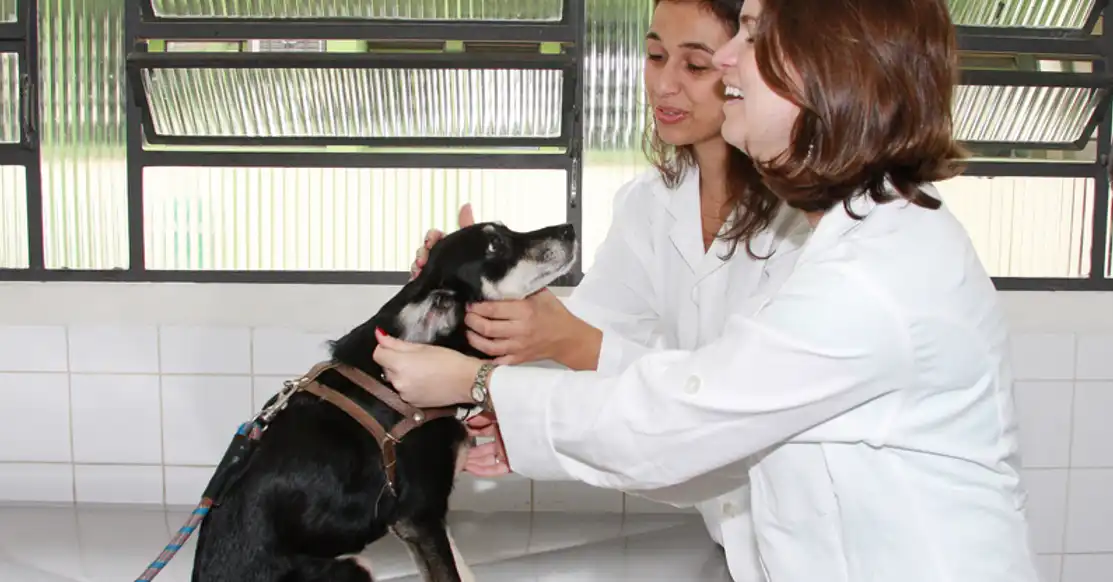 Programa do Estado leva castração gratuita a mais de 52 mil animais