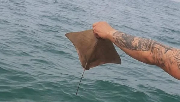 Raia ameaçada de extinção é devolvida ao mar em Caraguatatuba