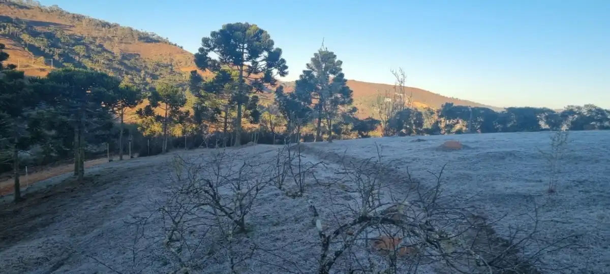 Campos do Jordão registra sensação térmica de 1,3°C e amanhece coberta de gelo