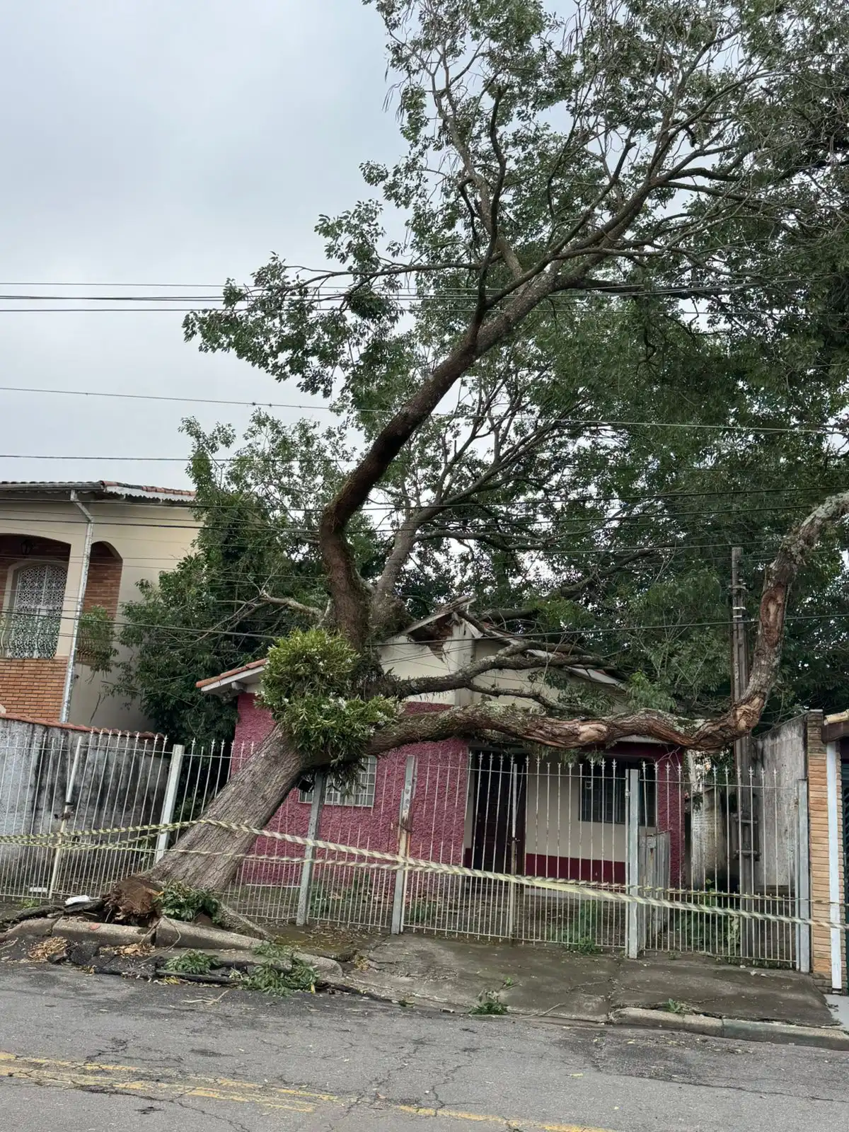 Prefeitura de São José monta força-tarefa para remover árvores caídas após ventania