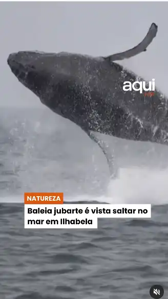 Baleia jubarte é vista saltar no mar em Ilhabela