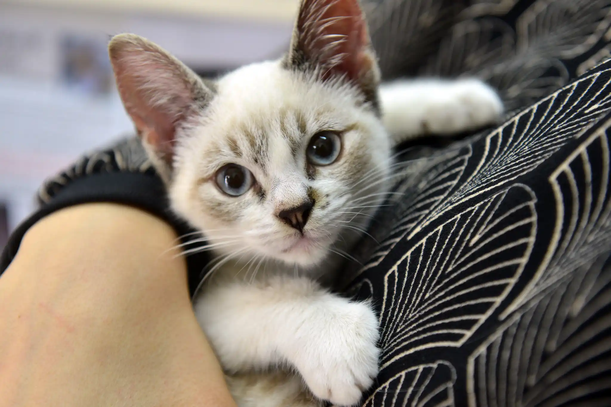 <strong>Altos de Santana recebe castração gratuita de cães e gatos neste domingo (20)</strong>