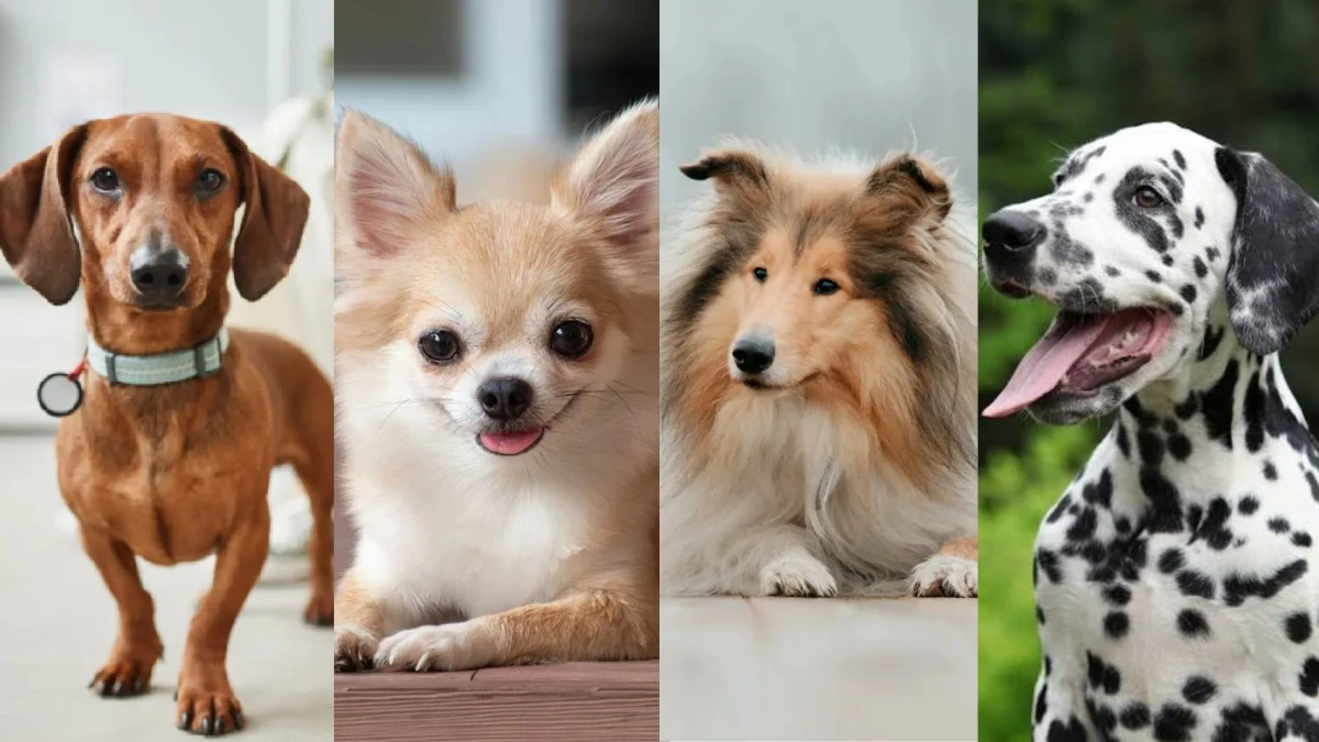 15 raças de cães que já foram febre no Brasil