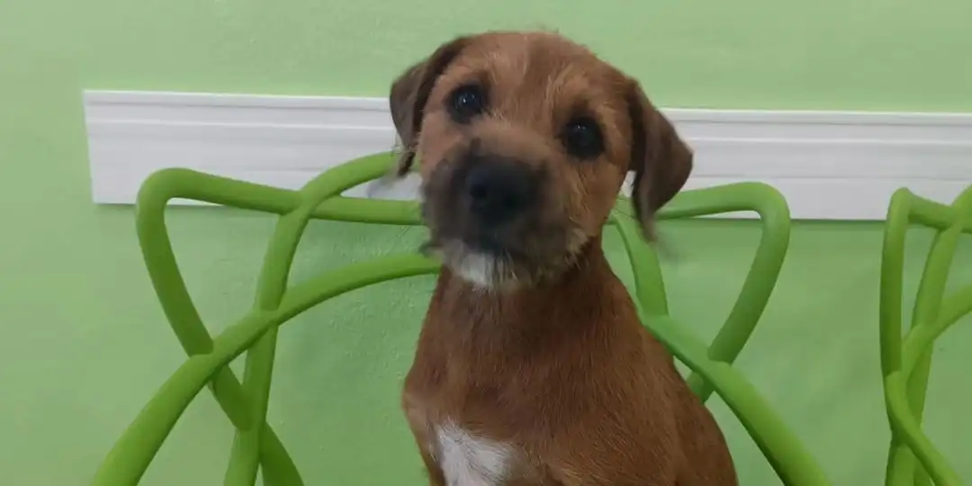 Animais de estimação estão à procura de um novo lar em feira de adoção no CenterVale Shopping