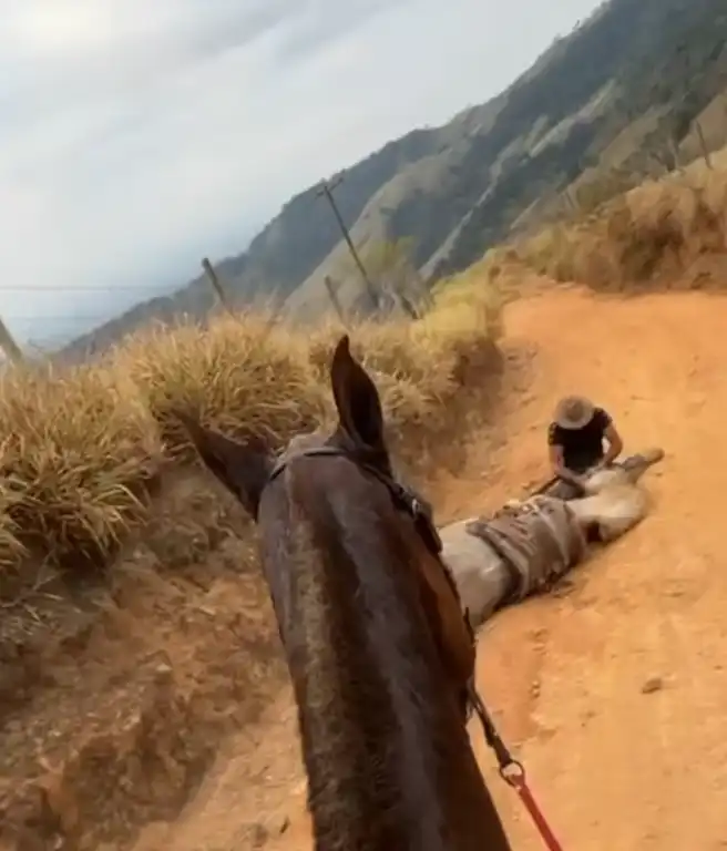 MP denuncia homem que mutilou as patas do cavalo em Bananal para a Justiça