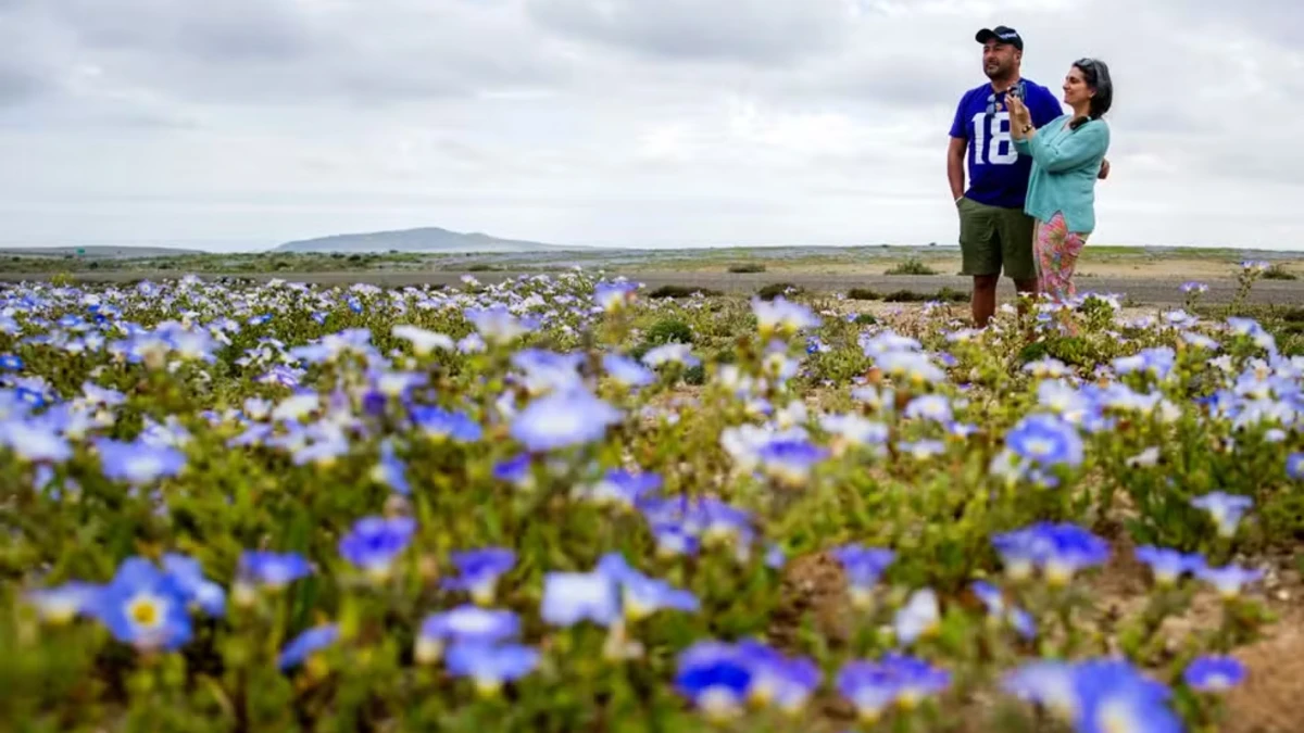 Deserto do Atacama ganha paisagem rara após chuvas do El Niño