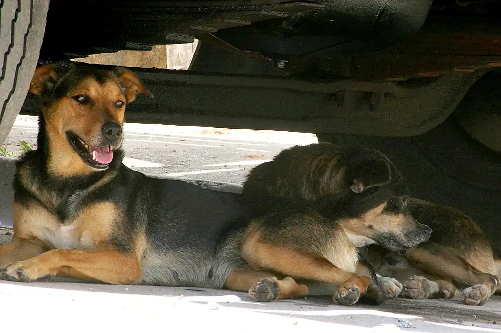 Campanha visa arrecadar cobertores e roupinhas para animais