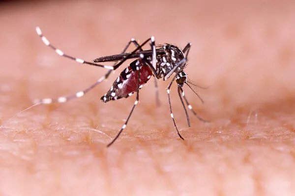 Dengue pode causar mucosite oral. Mal pode ser tratado com prevenção, higiene e Ledterapia
