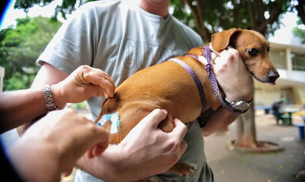 Prefeitura de Jacareí promove vacinação antirrábica para cães e gatos no sábado (11) e domingo (12)