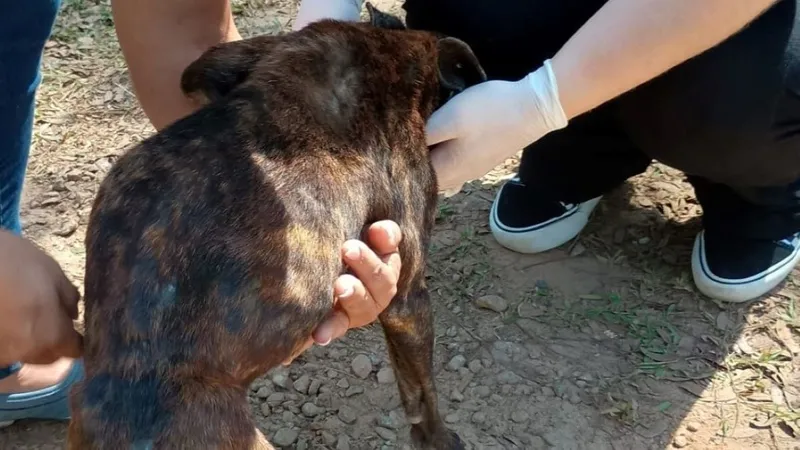 Após denúncias de maus tratos, cachorro é resgatado em Monteiro Lobato