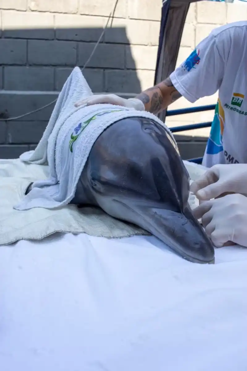 Golfinho é resgatado após encalhar na Praia de Itamambuca em Ubatuba