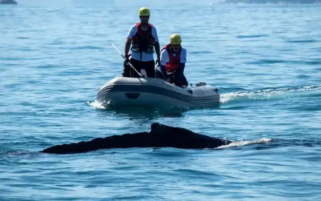 Baleia-jubarte é resgatada pela 2ª vez após se enroscar em rede de pesca em Ubatuba