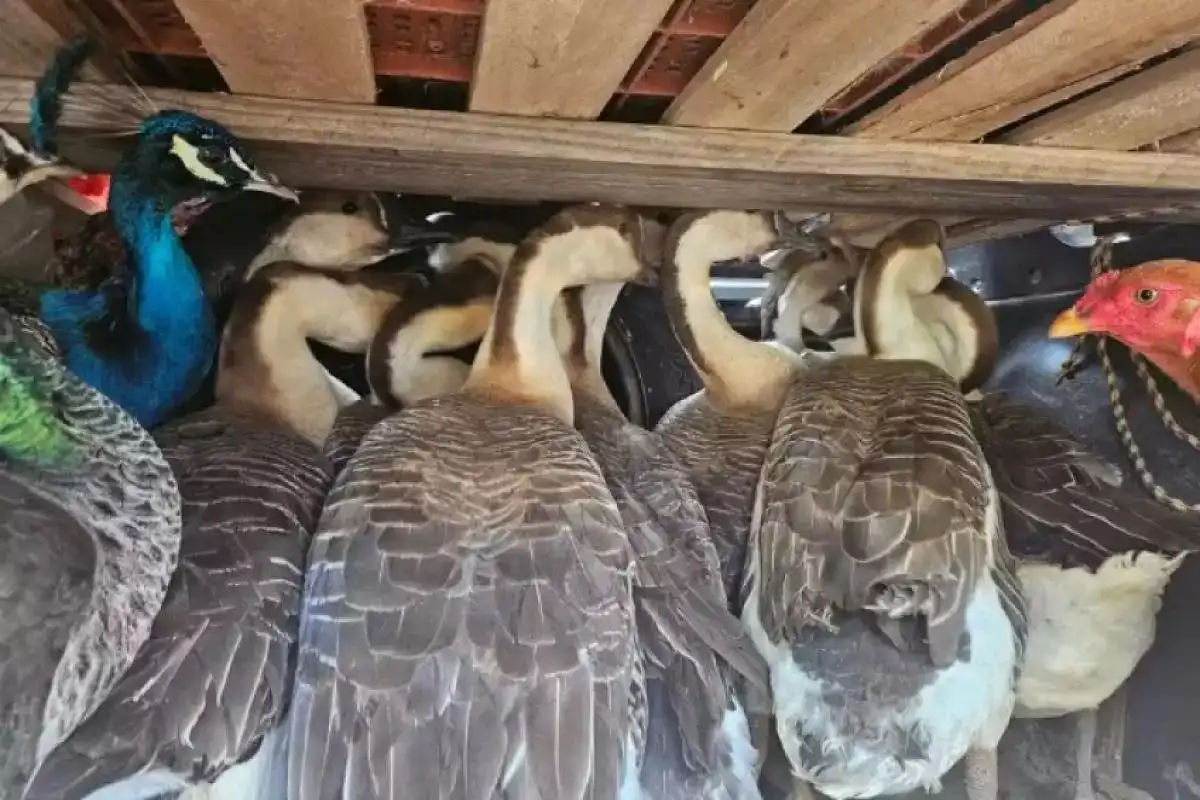 Homem é multado em R$ 195 mil por maus-tratos a galinhas no Vale