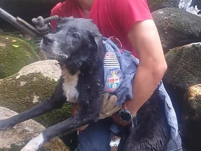 Cachorra idosa é resgatada após ser arrastada por correnteza em cachoeira de São Sebastião