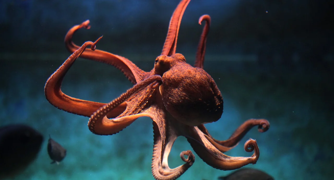 Polvos podem substituir os seres humanos em caso de extinção, segundo pesquisador de Oxford 