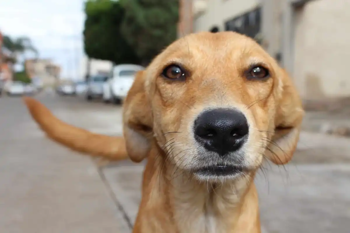 Estudo revela que cães ficam com olhos cheios de lágrimas ao reencontrar seus donos