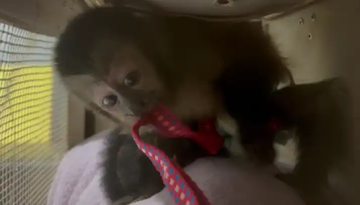 Dupla é presa por transportar macaco-prego na Dutra em Jacareí 