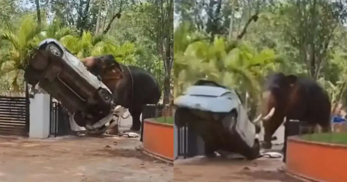 Vídeo: elefante ataca carro, mata motorista e deixa ferido na Índia